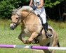 stallion Lemir (Fjord Horse, 2000, from Lunbrigg)