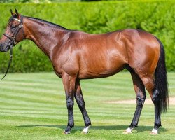 stallion Expert Eye xx (Thoroughbred, 2015, from Acclamation xx)