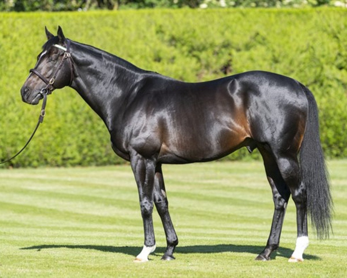 stallion Bated Breath xx (Thoroughbred, 2007, from Dansili xx)