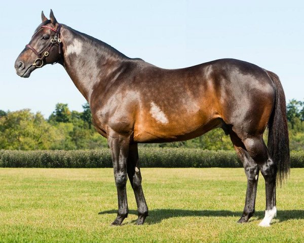 stallion Silent Name xx (Thoroughbred, 2002, from Sunday Silence xx)