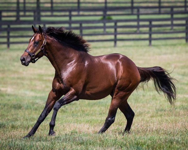 stallion Point of Entry xx (Thoroughbred, 2008, from Dynaformer xx)