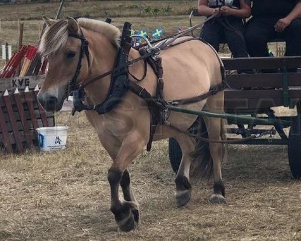 broodmare Colombia (Fjord Horse, 1999, from Botvid 196 SWE)