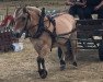 broodmare Colombia (Fjord Horse, 1999, from Botvid 196 SWE)