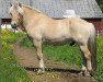 stallion Solhems Myckle (Fjord Horse, 2000, from Myklar)