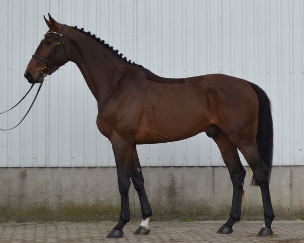 stallion Khatou S (KWPN (Royal Dutch Sporthorse), 2015, from Chaman)