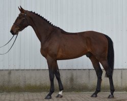 stallion Khatou-S 207 FIN (KWPN (Royal Dutch Sporthorse), 2015, from Chaman)