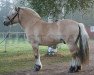 stallion Caspian (Fjord Horse, 2005, from Solhems Myckle)