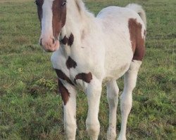 stallion Sun-Will Bl's Z (Zangersheide riding horse, 2019, from Spezial Color R)