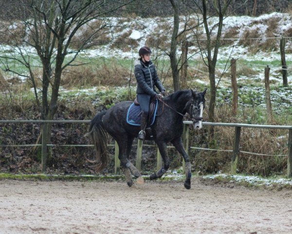 dressage horse Bonito (Oldenburg, 2016, from Belantis)