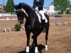 dressage horse Full Power 5 (Hanoverian, 2011, from Fürst Nymphenburg)