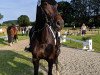 jumper Fryda B (Oldenburg show jumper, 2011, from Last Mans Hope)