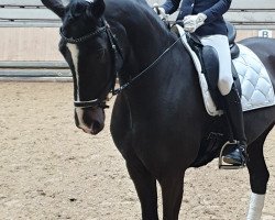 dressage horse Diamonds Girl 2 (Rhinelander, 2008, from Diamond Hit)