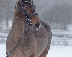 broodmare Amarilles (Mecklenburg, 2006, from Allvar)