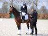 Springpferd Blueberry GS (Deutsches Reitpony, 2016, von Beverly Hills)