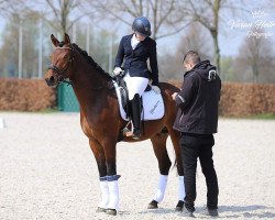 jumper Blueberry GS (German Riding Pony, 2016, from Beverly Hills)