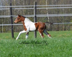 jumper Dikando GS (German Warmblood, 2019, from D-Power AT)