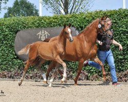 Dressurpferd Spotlight GS (Deutsches Reitpony, 2019, von Schampus)