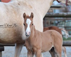 Dressurpferd GS Cosmos de Luxe (Deutsches Reitpony, 2020, von DSP Cosmo Royale)