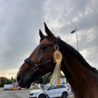 jumper Sankano (Hessian Warmblood, 2007, from Sunrise)