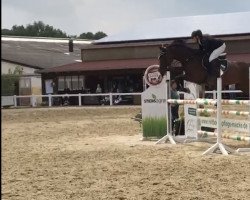 jumper Freijalina (KWPN (Royal Dutch Sporthorse), 2010, from Canturano I)