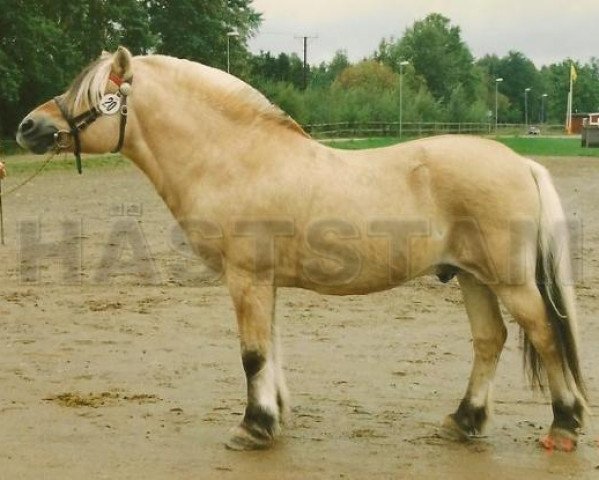 stallion Marcus 63 SWE (Fjord Horse, 1972, from Lukas)