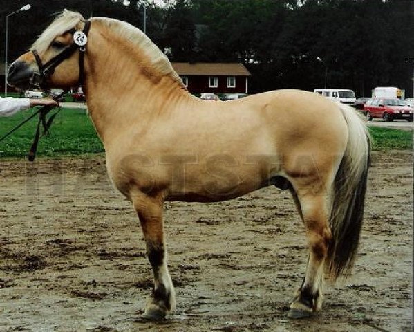 stallion Sindarve Tulo (Fjord Horse, 1982, from Marcus 63 SWE)