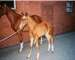 broodmare Ramona (Westphalian, 1998, from Ribot)