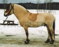 Deckhengst Knastro (Fjordpferd, 1993, von Knast Halsnæs)