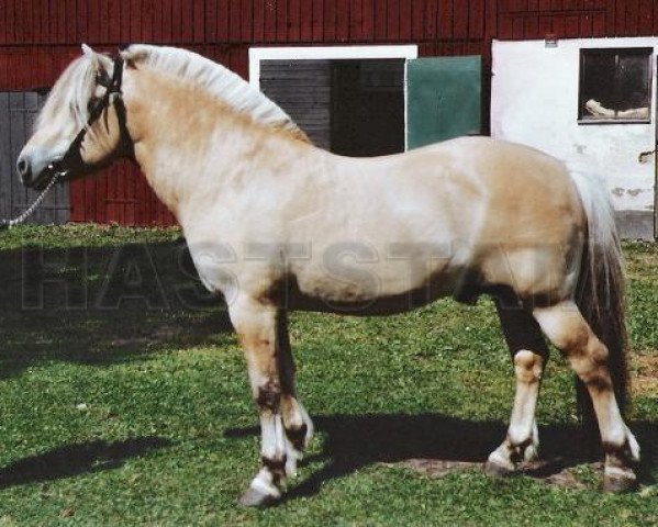 Deckhengst Torjus 150 SWE (Fjordpferd, 1984, von Haugeblakken N.1875)