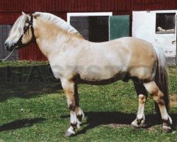 stallion Torjus 150 SWE (Fjord Horse, 1984, from Haugeblakken N.1875)