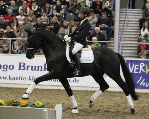 dressage horse Schwarzgold (Trakehner, 2009, from Imperio 3)