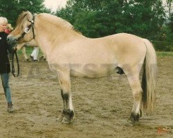 stallion Fager 50 SWE (Fjord Horse, 1970, from Tyko 8 SWE)