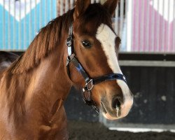 dressage horse Chanel's Dream (German Riding Pony, 2015, from Carbaret WE)