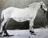 broodmare Duen N.353 (Fjord Horse, 1897, from Hårfager N.310)