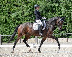 dressage horse Such a Diva (Hanoverian, 2013, from Spörcken)