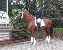 dressage horse Da Vinci 311 (Rheinländer, 2013, from De Niro)