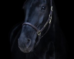 dressage horse Baya (Oldenburger, 2011, from Blue Hors Bentley)