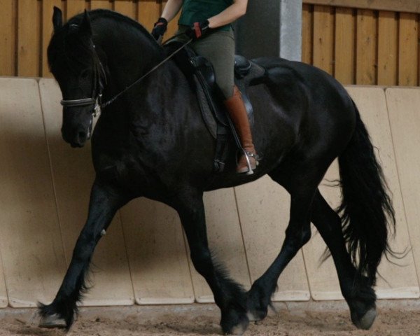 Zuchtstute Froanskje ut'e Mieden (KWPN (Niederländisches Warmblut), 2001, von Rypke 321)