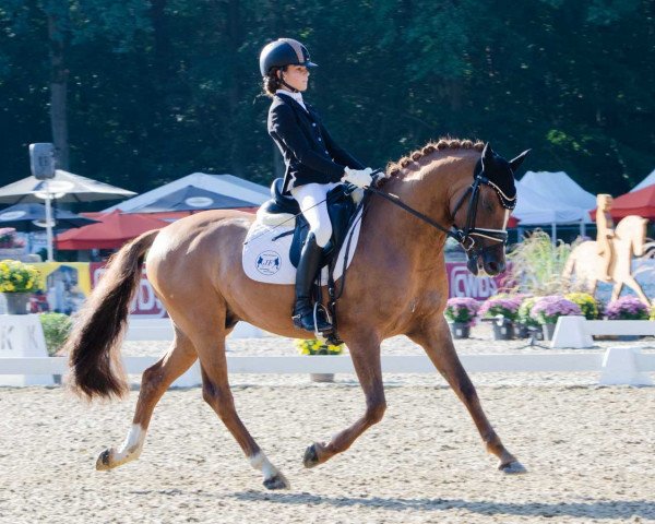 stallion Dance Away 3 (German Riding Pony, 2015, from FS Don't Worry)