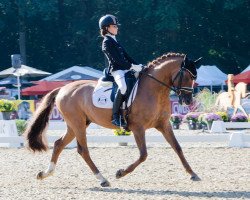 Deckhengst Dance Away 3 (Deutsches Reitpony, 2015, von FS Don't Worry)