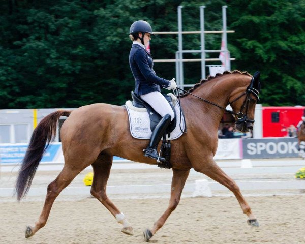 dressage horse Estero (Westphalian, 2014, from Escolar)