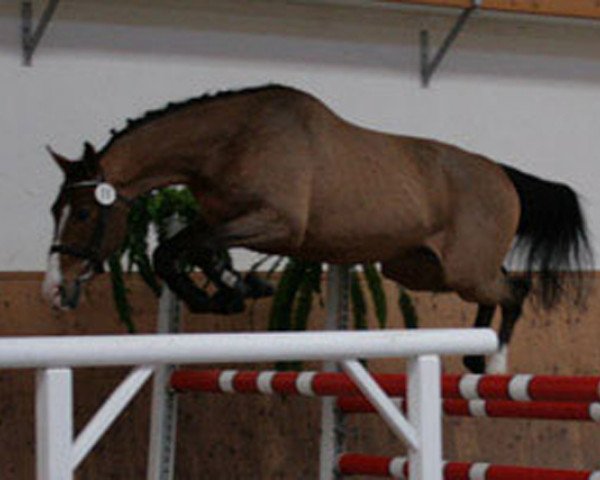 horse NĚMEN (Holsteiner, 2005, from Newton)