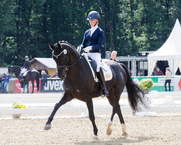 dressage horse Anthrazit 5 (Westphalian, 2014, from All At Once)