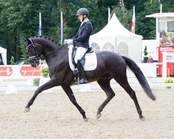 stallion DSP Meridian (German Sport Horse, 2014, from E.H. Millennium)