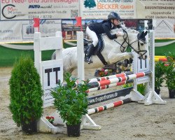 Zuchtstute Hegelshof's Charm (Welsh Mountain Pony (Sek.A), 2004, von Hegelshof's Serge)