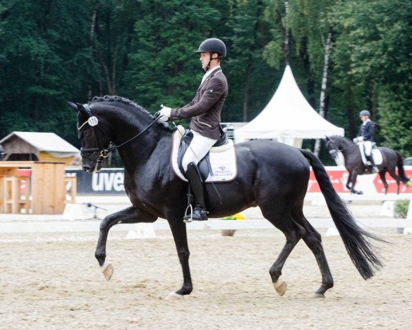dressage horse Finest Selection OLD (Oldenburg, 2014, from Follow Me)
