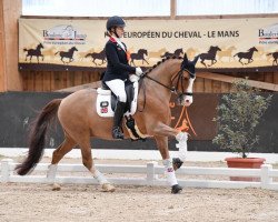 dressage horse Mister Snowman (German Riding Pony, 2006, from The Braes My Mobility)