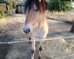 horse Kolja (Fjord Horse, 2015, from Kalino)