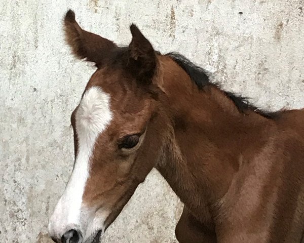 Springpferd Casira L (Oldenburger Springpferd, 2019, von Casiro I)