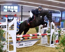 broodmare Bellamy d'Élysée (Swedish Warmblood, 2014, from Balou du Rouet)